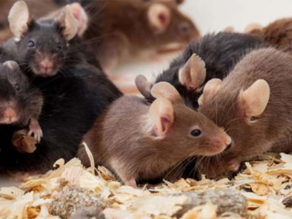 SOÑAR CON RATAS 12